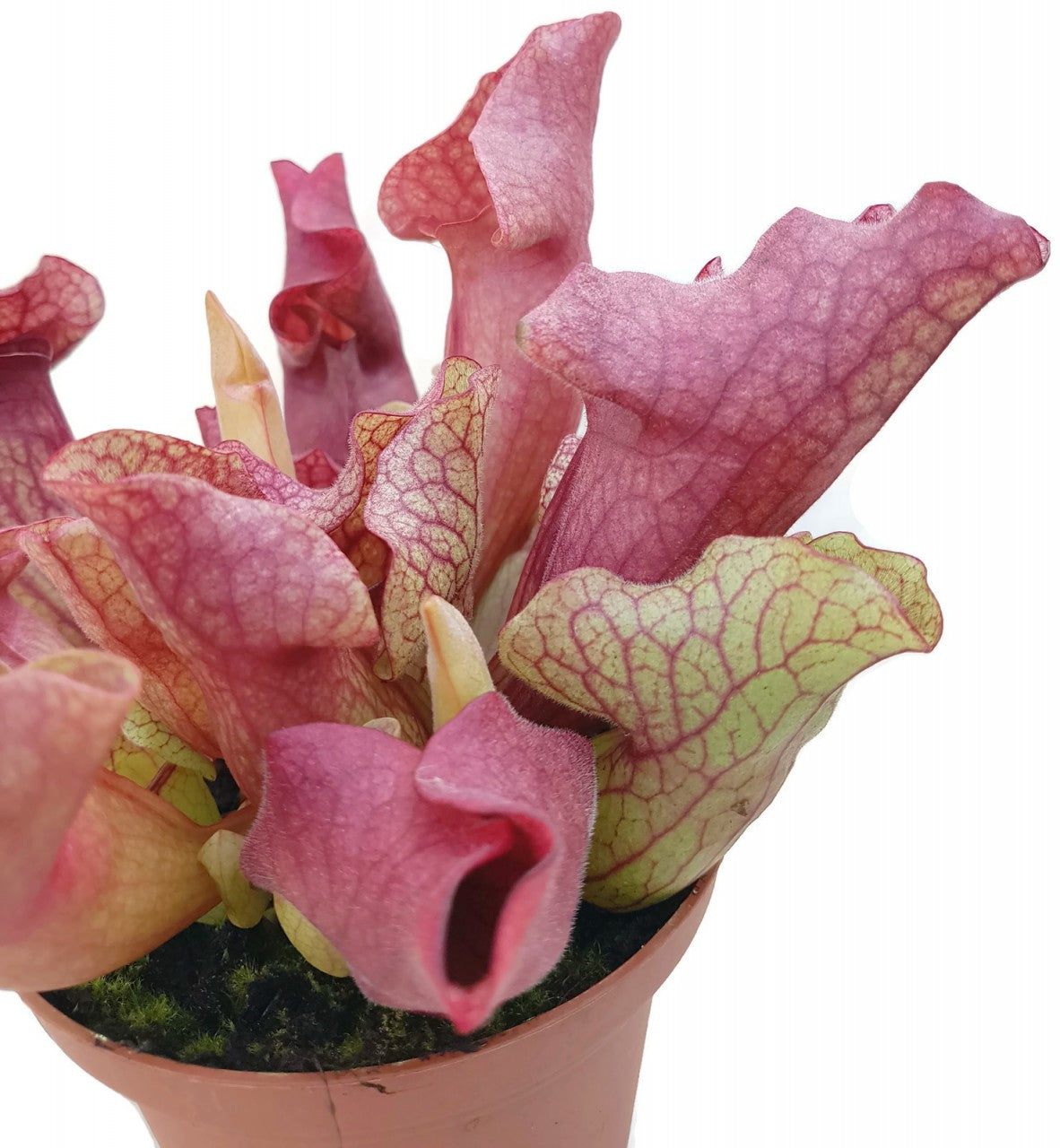 Sarracenia Purpurea Hybr. &quot;Lipless&quot;