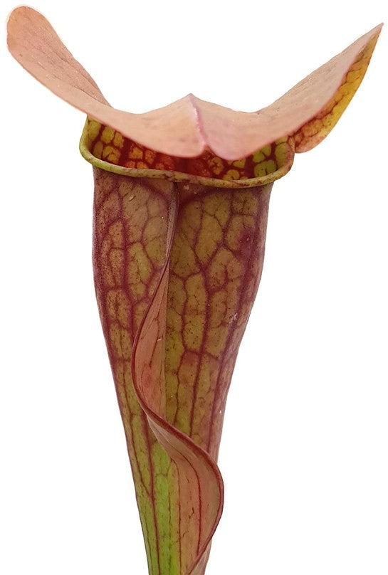 Sarracenia Purpurea ssp. Purpurea X Oreophila