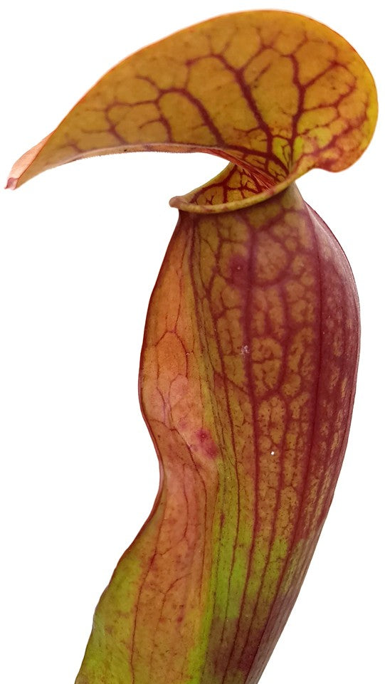 Sarracenia Purpurea ssp. Purpurea X Oreophila