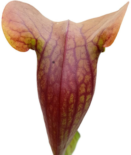 Sarracenia Purpurea ssp. Purpurea X Oreophila