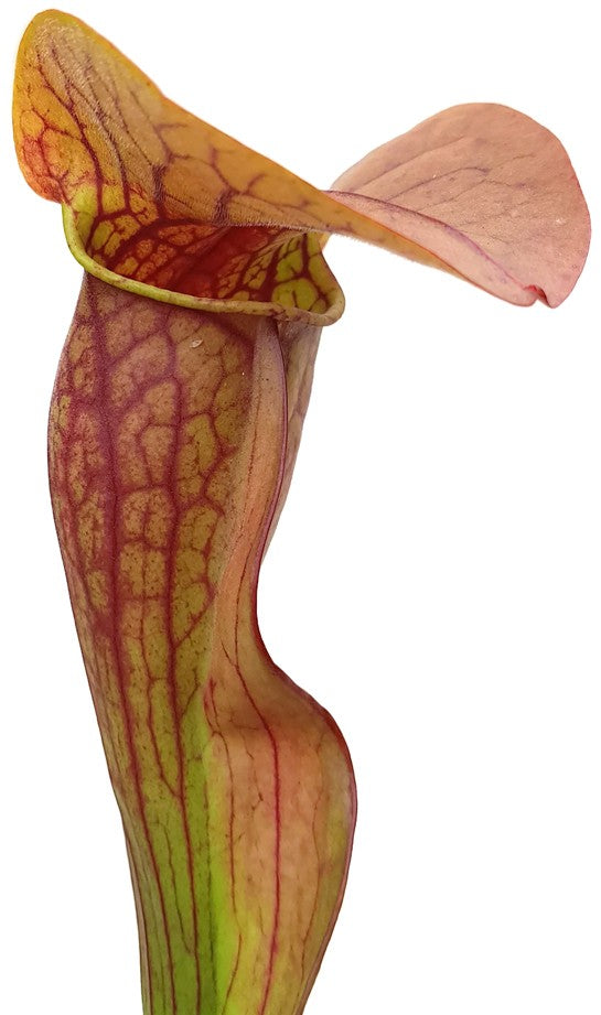 Sarracenia Purpurea ssp. Purpurea X Oreophila