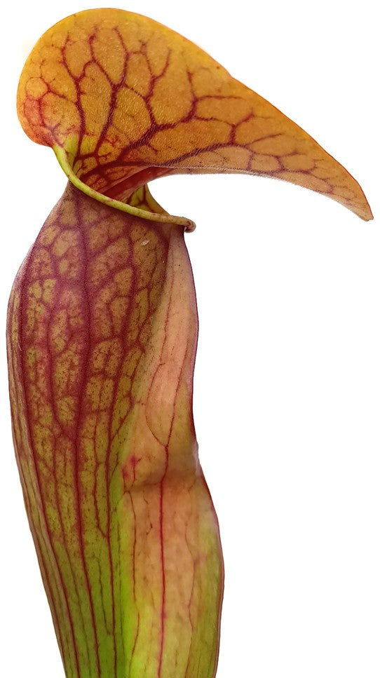 Sarracenia Purpurea ssp. Purpurea X Oreophila