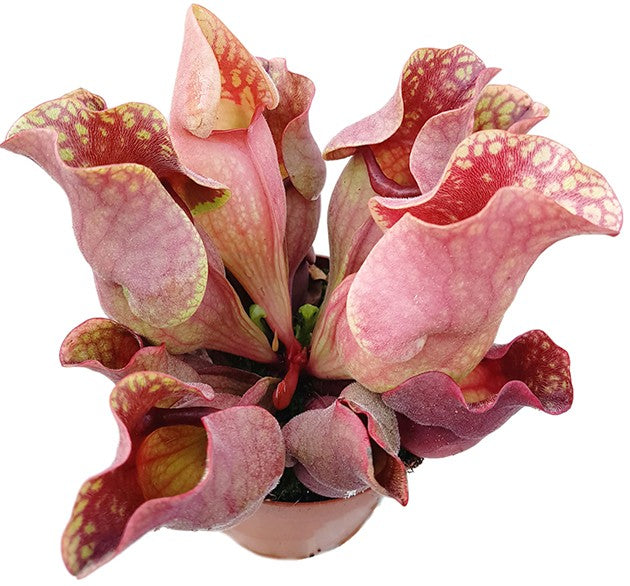 Sarracenia Purpurea ssp. Venosa RED Klon 1