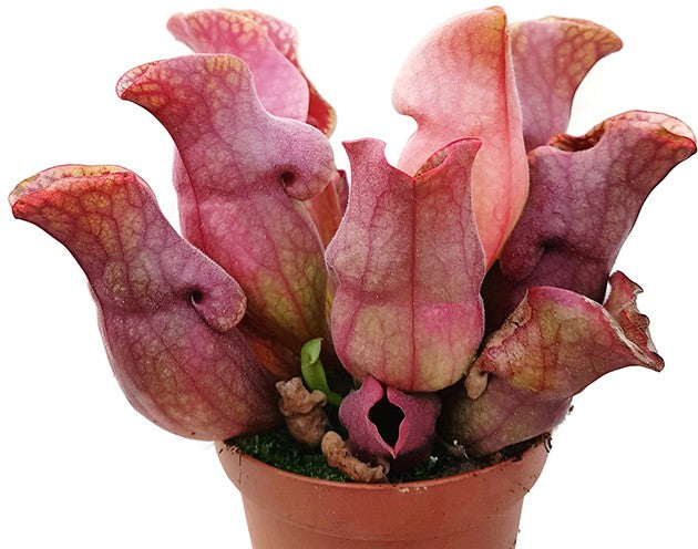 Sarracenia Purpurea ssp. Venosa RED Klon 1