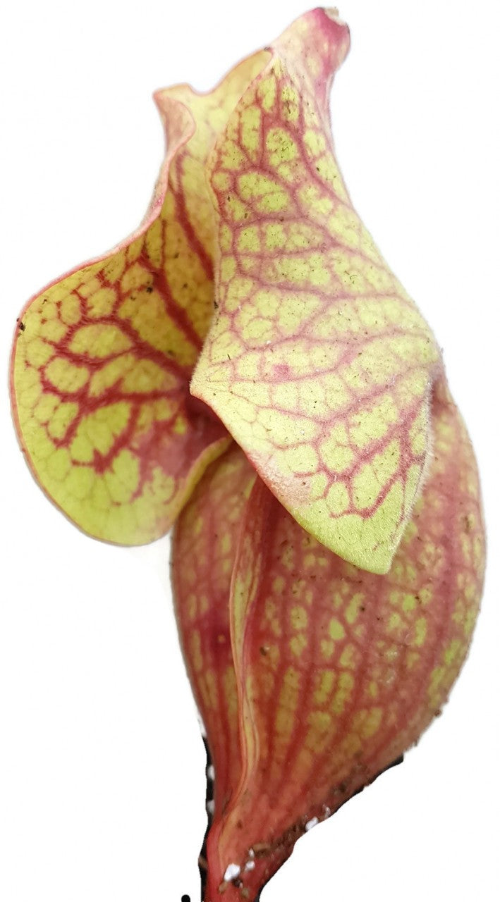 Sarracenia Purpurea ssp. Venosa Klon 2