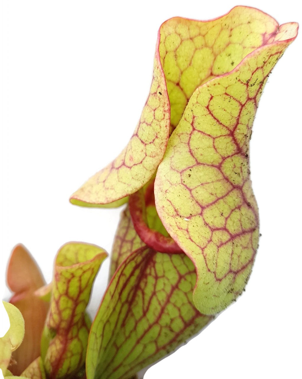 Sarracenia Purpurea ssp. Venosa Klon 2