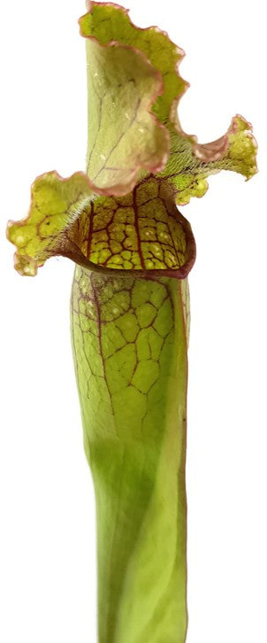 Sarracenia Purpurea X Leucophylla