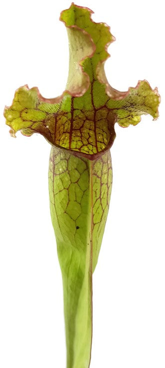 Sarracenia Purpurea X Leucophylla