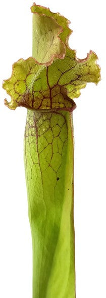 Sarracenia Purpurea X Leucophylla