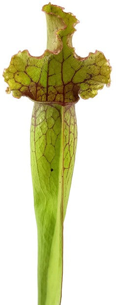 Sarracenia Purpurea X Leucophylla