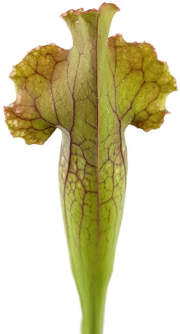 Sarracenia Purpurea X Leucophylla