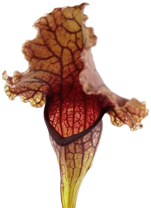 Sarracenia Purpurea X Leucophylla