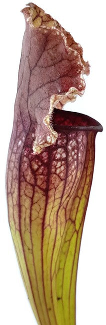 Sarracenia Purpurea X Leucophylla