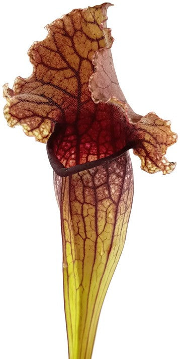 Sarracenia Purpurea X Leucophylla