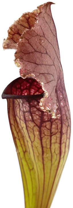 Sarracenia Purpurea X Leucophylla