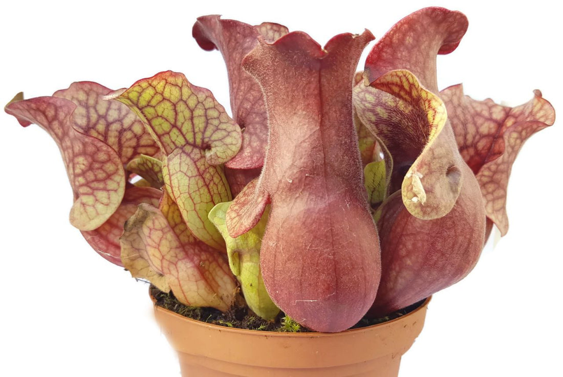 Sarracenia Purpurea ssp. Venosa &quot;Big Red Form&quot; Klon 4