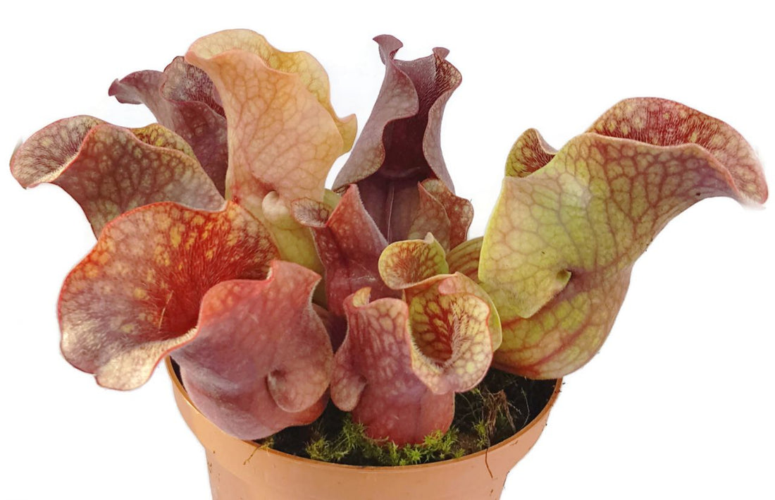 Sarracenia Purpurea ssp. Venosa &quot;Big Red Form&quot; Klon 4