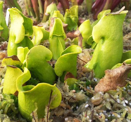 Sarracenia Purpurea ssp. Purpurea &quot;Green Form&quot;