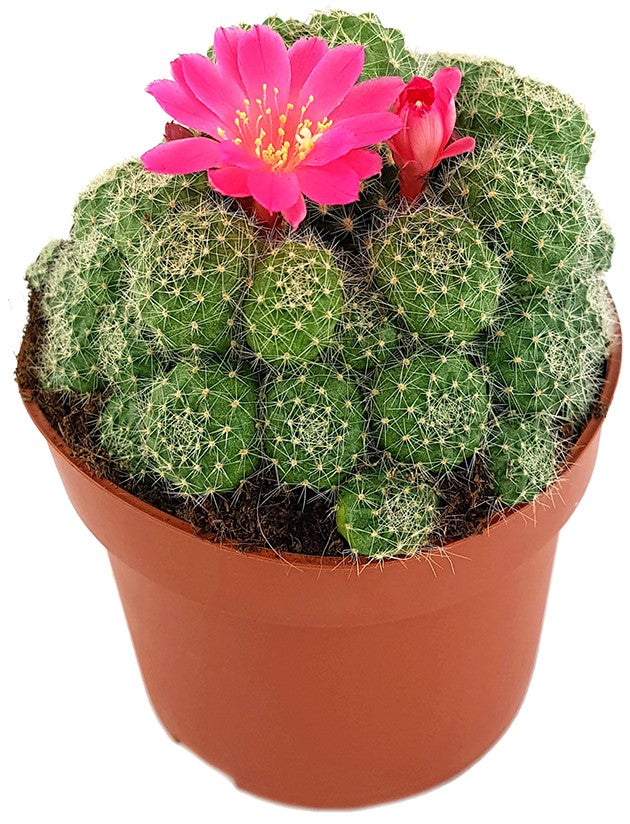 Rebutia minuscula - Kranzkaktus