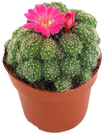 Rebutia minuscula - Kranzkaktus