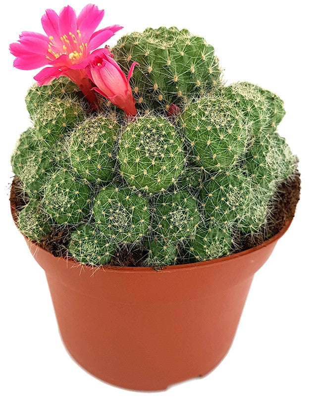 Rebutia minuscula - Kranzkaktus