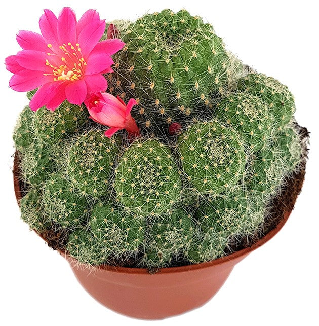 Rebutia minuscula - Kranzkaktus