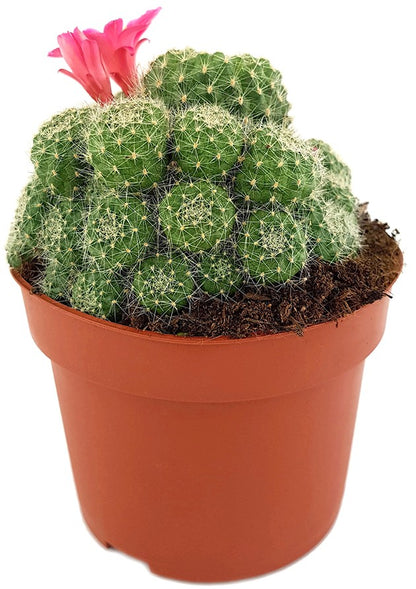 Rebutia minuscula - Kranzkaktus