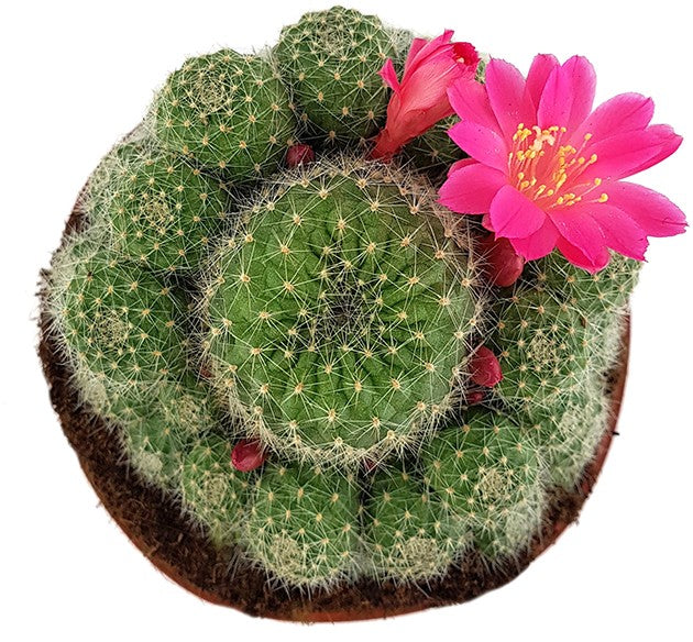 Rebutia minuscula - Kranzkaktus