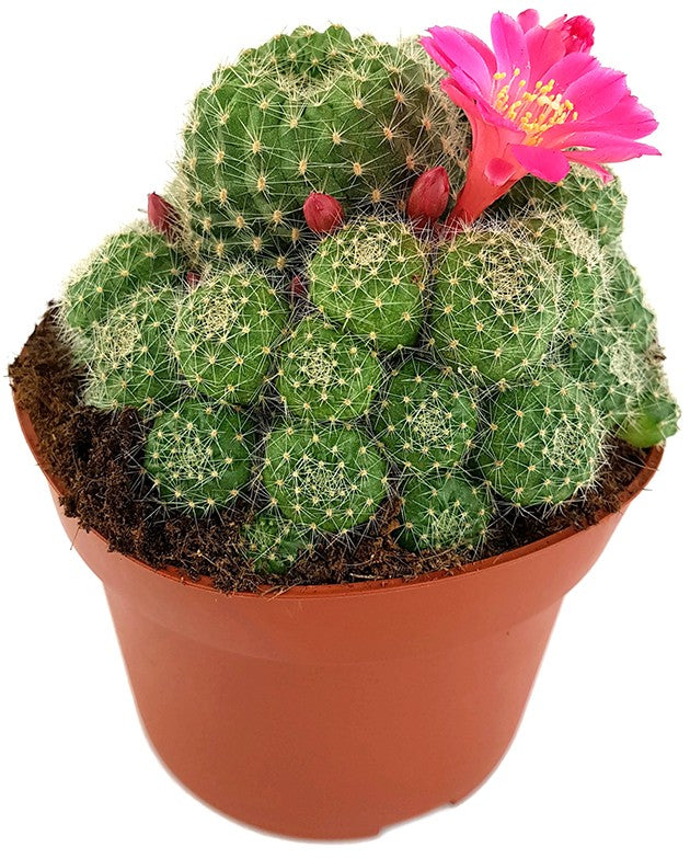 Rebutia minuscula - Kranzkaktus