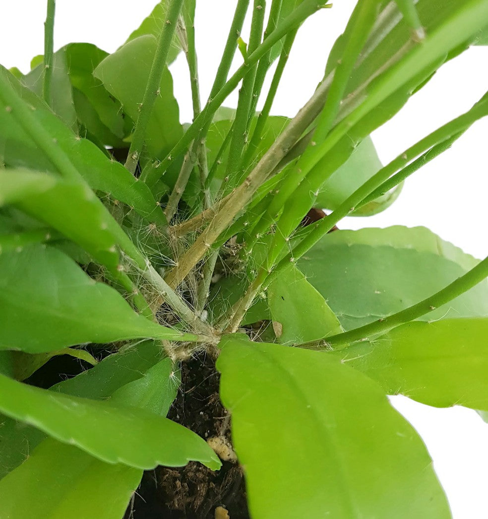 Rhipsalis ramaloris &quot;Red Coral&quot; - Peitschenkaktus