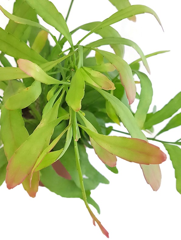 Rhipsalis ramaloris &quot;Red Coral&quot; - Peitschenkaktus