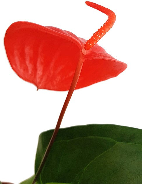 Anthurium scherzerianum "Lindsey" - reinrote Flamingoblume