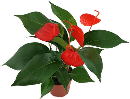 Anthurium scherzerianum &quot;Lindsey&quot; - reinrote Flamingoblume