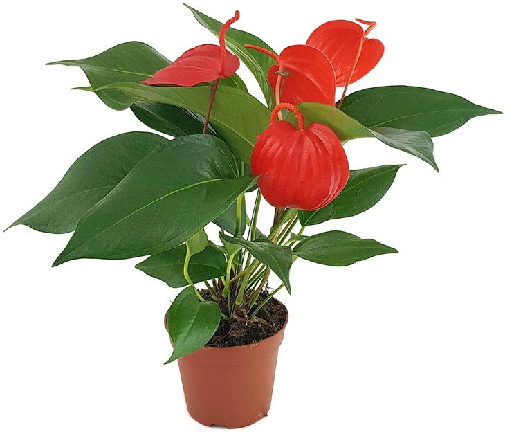 Anthurium scherzerianum "Lindsey" - reinrote Flamingoblume