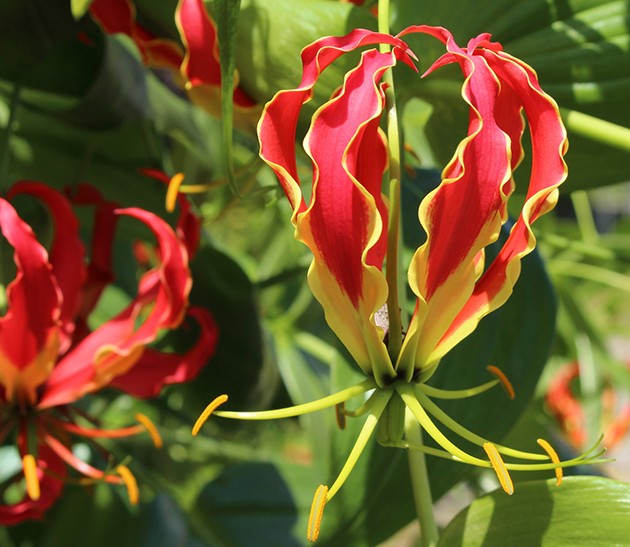 Gloriosa rothschildiana - rote Ruhmeskrone