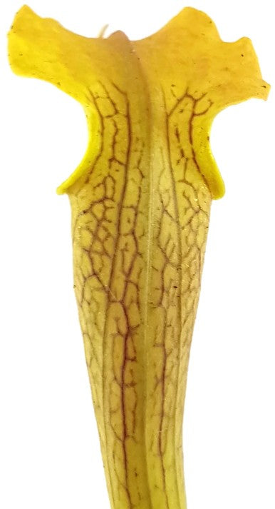 Sarracenia Rubra ssp. Alabamensis