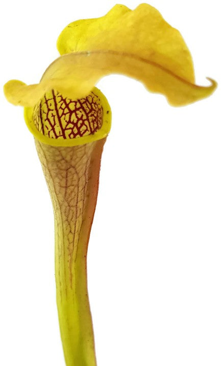 Sarracenia Rubra ssp. Alabamensis