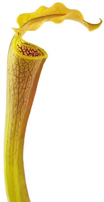 Sarracenia Rubra ssp. Alabamensis