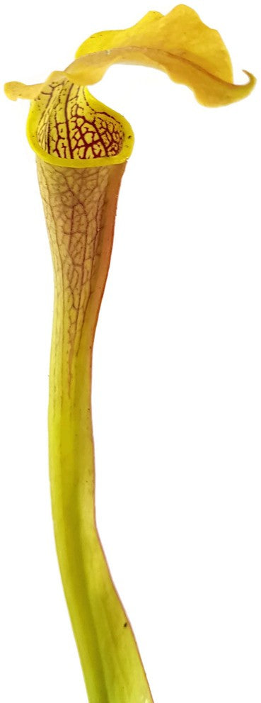 Sarracenia Rubra ssp. Alabamensis