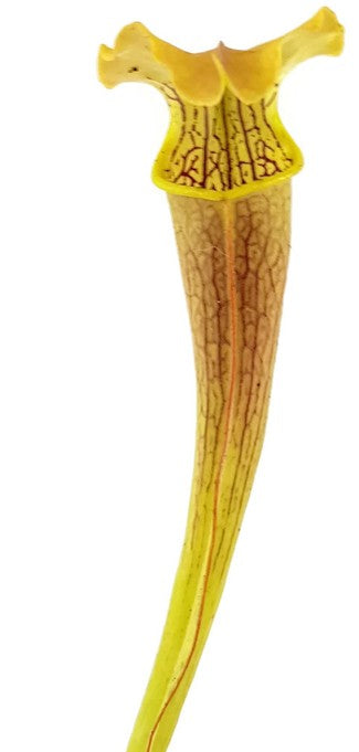 Sarracenia Rubra ssp. Alabamensis