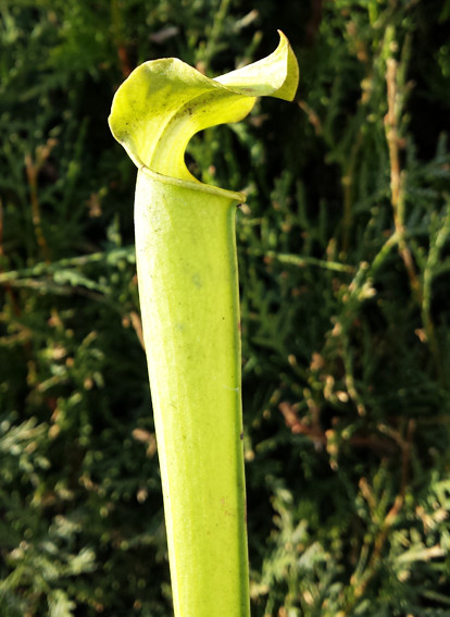 Sarracenia Rubra ssp. Gulfensis &quot;Anthocyanfree Form&quot;