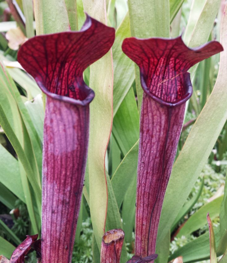 Sarracenia Rubra ssp. Gulfensis "Dark Red Stocky Form"