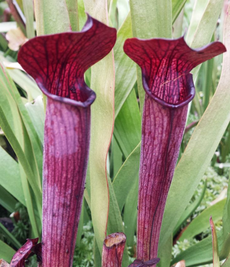 Sarracenia Rubra ssp. Gulfensis &quot;Dark Red Stocky Form&quot;