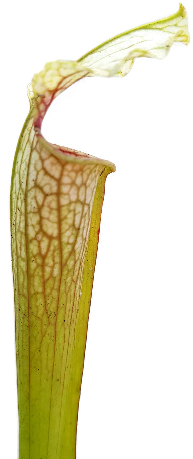 Sarracenia Rubra ssp. Gulfensis Heterophylla X Leucophylla &quot;Schnell´s Ghost&quot;