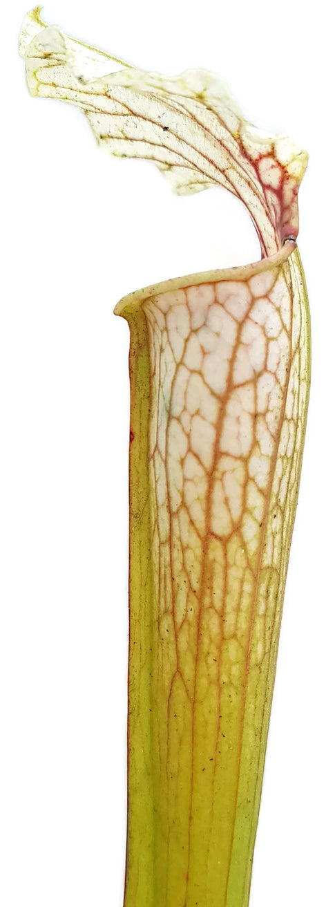 Sarracenia Rubra ssp. Gulfensis Heterophylla X Leucophylla &quot;Schnell´s Ghost&quot;