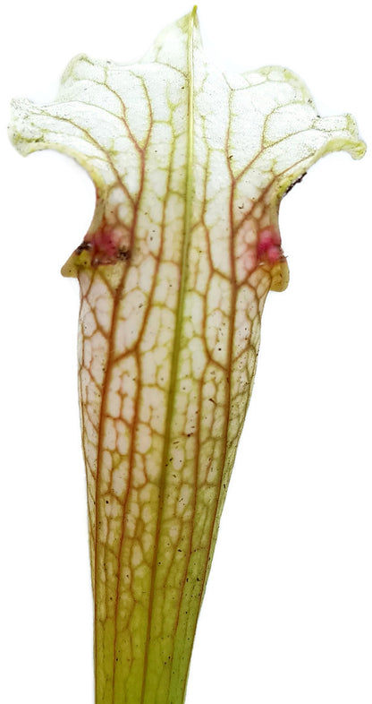 Sarracenia Rubra ssp. Gulfensis Heterophylla X Leucophylla &quot;Schnell´s Ghost&quot;