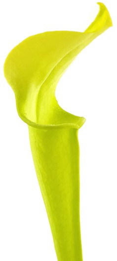 Sarracenia Rubra ssp. jonesii "All Green"