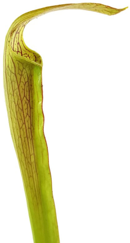 Sarracenia Rubra var. Rubra &quot;Long Lid&quot; MK RR4