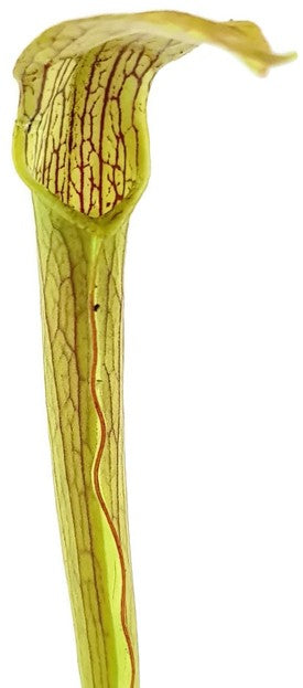 Sarracenia Rubra var. Rubra &quot;Long Lid&quot; MK RR4