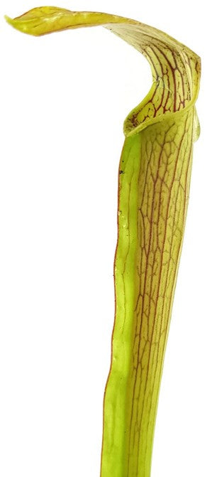 Sarracenia Rubra var. Rubra &quot;Long Lid&quot; MK RR4